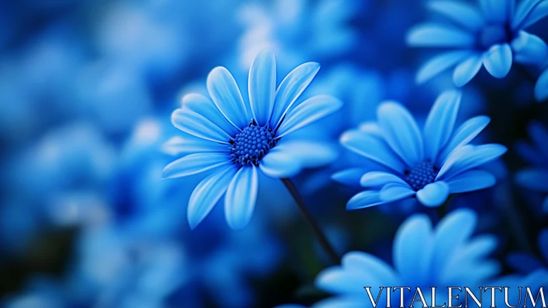 Serene blue daisies captured in soft focus garden setting