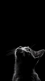 Kitten's Wonder: Gazing Up in Pure Curiosity.