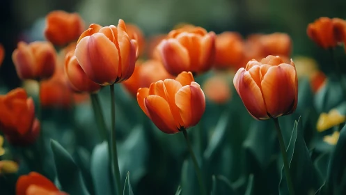 Chromatic Tulip Assemblage with Selective Focus Rendering.