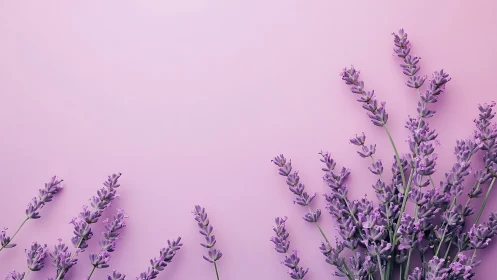 Lavender Botanical Study: Minimalist Floral Composition on Monochromatic Ground.