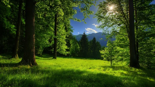 Alpine Forest Meadow with Mountain Vista.