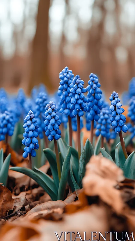 Vibrant Blue Grape Hyacinths Greet Early Spring