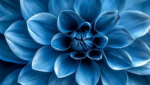 Monochromatic Blue Dahlia Bloom With Layered Petals and Central Stamen. Macro Detail.