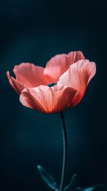Coral poppy bloom positioned against deep teal background
