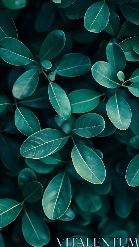 Flat green leaves in close-up overhead botanical view.