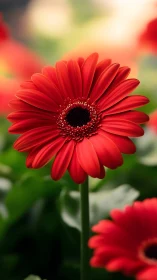 Vibrant Red Gerbera Daisy in Sharp Focus.