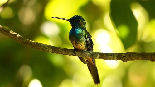 Vibrant Hummingbird Perched on Sunlit Branch, Nature Photography.
