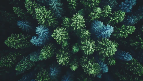 Aerial View of Lush Evergreen Forest in Cool Tones, Nature Photography.