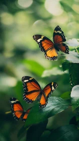 Macro telephoto study of monarch-like butterflies on foliage