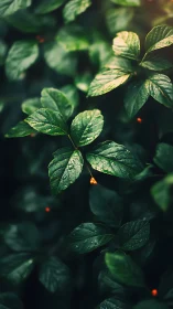 Wet green leaves show sharp detail under soft natural light.