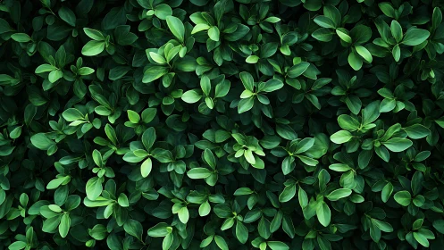 Lush green leaves forming a soothing, vibrant living carpet.
