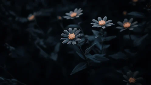 Dark field daisy cluster showing selective focus on blue-petaled blooms