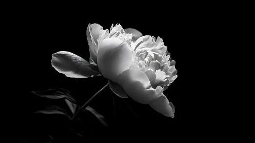 White Peony in Monochrome Against Dark Background.