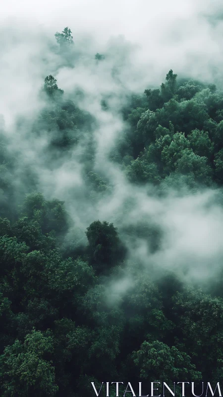 Misty forest canopy emerges from dense fog.