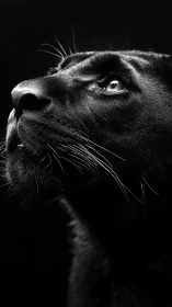 Otter head profile against black background in monochrome lighting