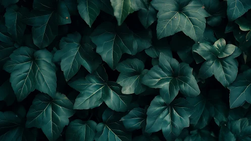 Moody ivy foliage field in close-up photographic study.