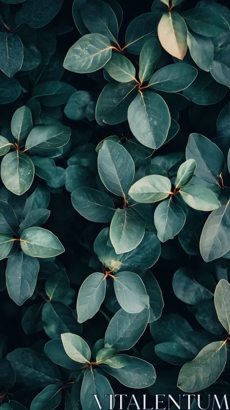 Dense cluster of dark green oval leaves overhead view.