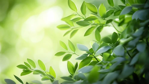Green leaves extend across a softly blurred light background