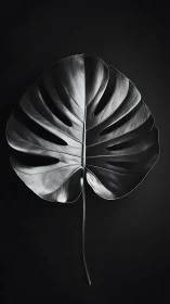 Monstera leaf glows in dramatic monochrome studio lighting.
