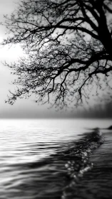 Quiet shoreline ripples meet bare branches in soft foggy light