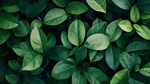 Gentle green leaf canopy inviting a quiet, restful pause.