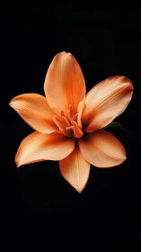 Orange Amaryllis Flower on Black Background