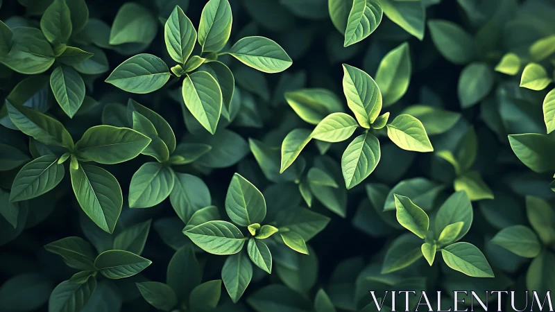 Top-down view reveals dense foliage with soft directional lighting