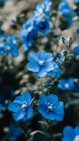 Delicate Blue Flowers Bloom in Gentle Springtime Garden