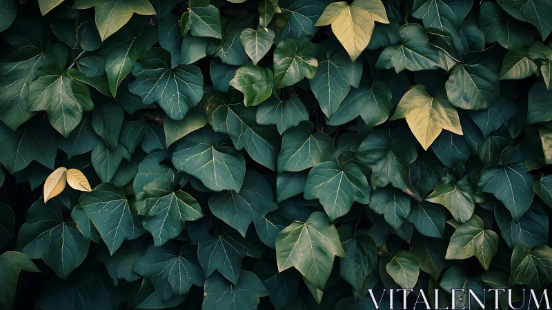 Emerald ivy chorus with shy golden notes in quiet shadow.