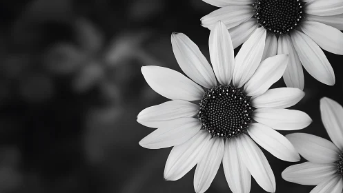 Monochrome Daisies Unfold Their Delicate Drama in Stillness.
