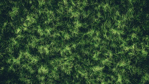 Lush Green Grass Texture Creates Soothing Natural Ground