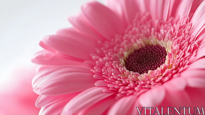 Pink gerbera daisy macro captures delicate petal details.