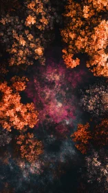 Overhead view of vivid autumn forest canopy in rich color