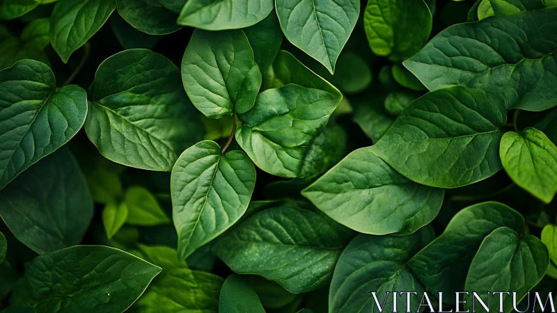 Rich green foliage fills frame with layered leaf textures.