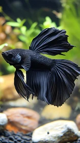 Velvety black betta fish drifts through a tranquil aquascape