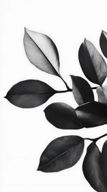 Monochrome rubber plant leaves on clean white background.