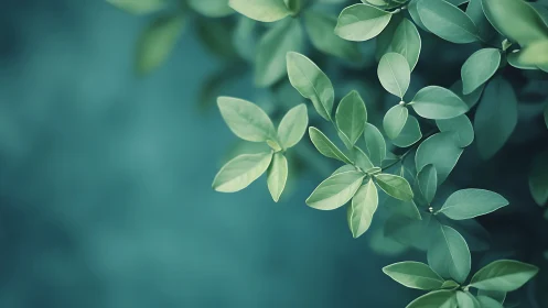 Soft Focus Green Leaves Over Teal Background, Minimalist Nature.