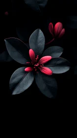 Crimson Petals Bloom Against Obsidian Foliage in Dramatic Chiaroscuro.
