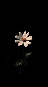 Pale Composite Daisy with Reddish-Brown Disk on Black Ground.