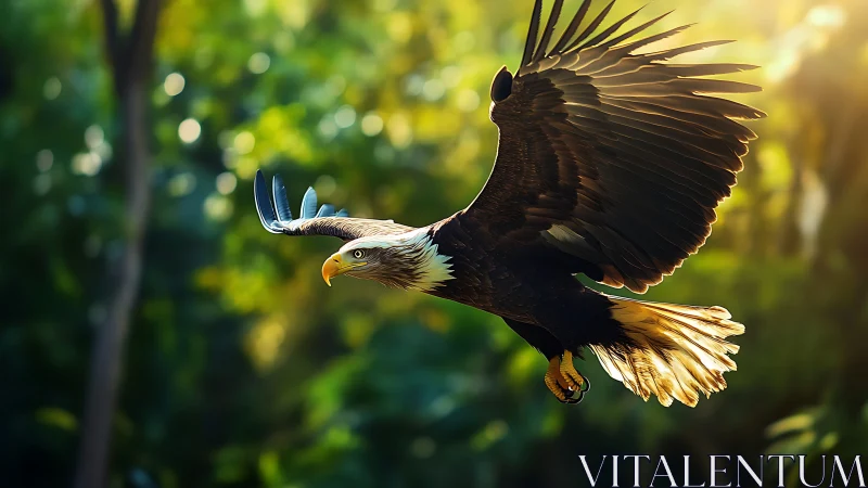 Majestic Bald Eagle Soaring in Sunlit Forest, Nature Photography.