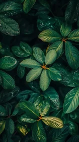 Macro botanical matrix of glossy tropical phyllotaxis geometry.
