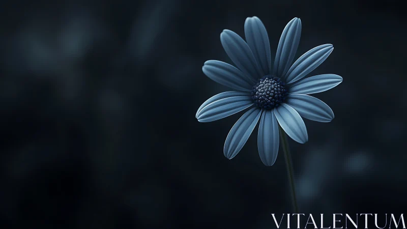 Blue Daisy Against Dark Background.