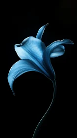 Blue iris flower with curved petals against black background