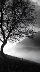Monochrome hillside tree silhouette against misted mountains.