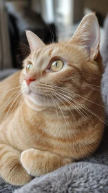 Ginger Tabby Cat with Golden Eyes: Portrait Study.