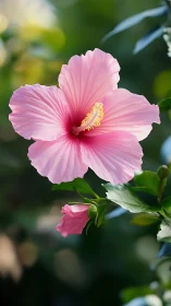 Pink hibiscus flower blooms with delicate petals in garden sunlight.