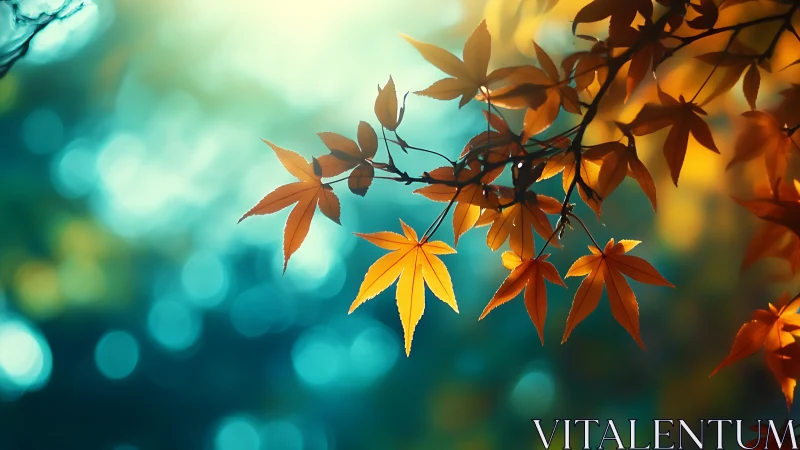 Backlit maple leaves form warm&ndash;cool chromatic contrast study