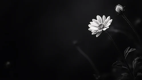 Delicate Flower Blooming in Darkness and Light