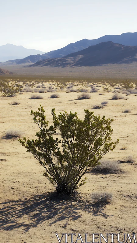 Solitary desert shrub casting long shadows toward blue ridges.