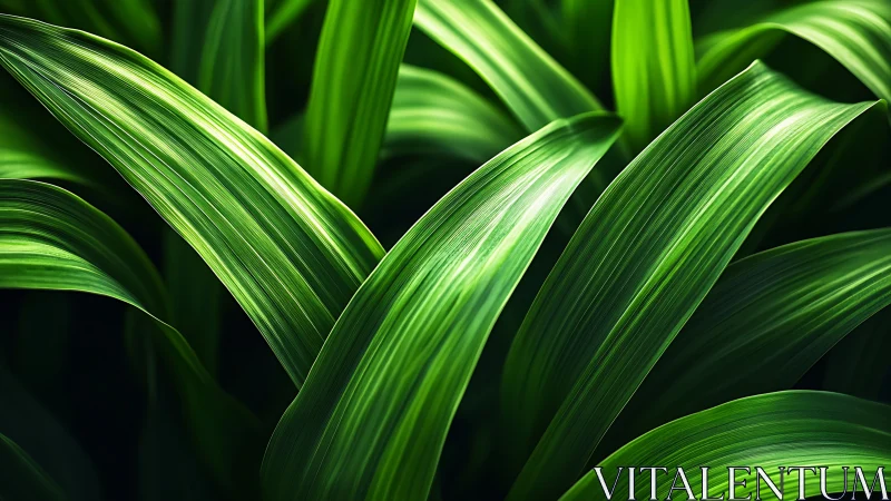 Close view of layered green leaves with linear texture.